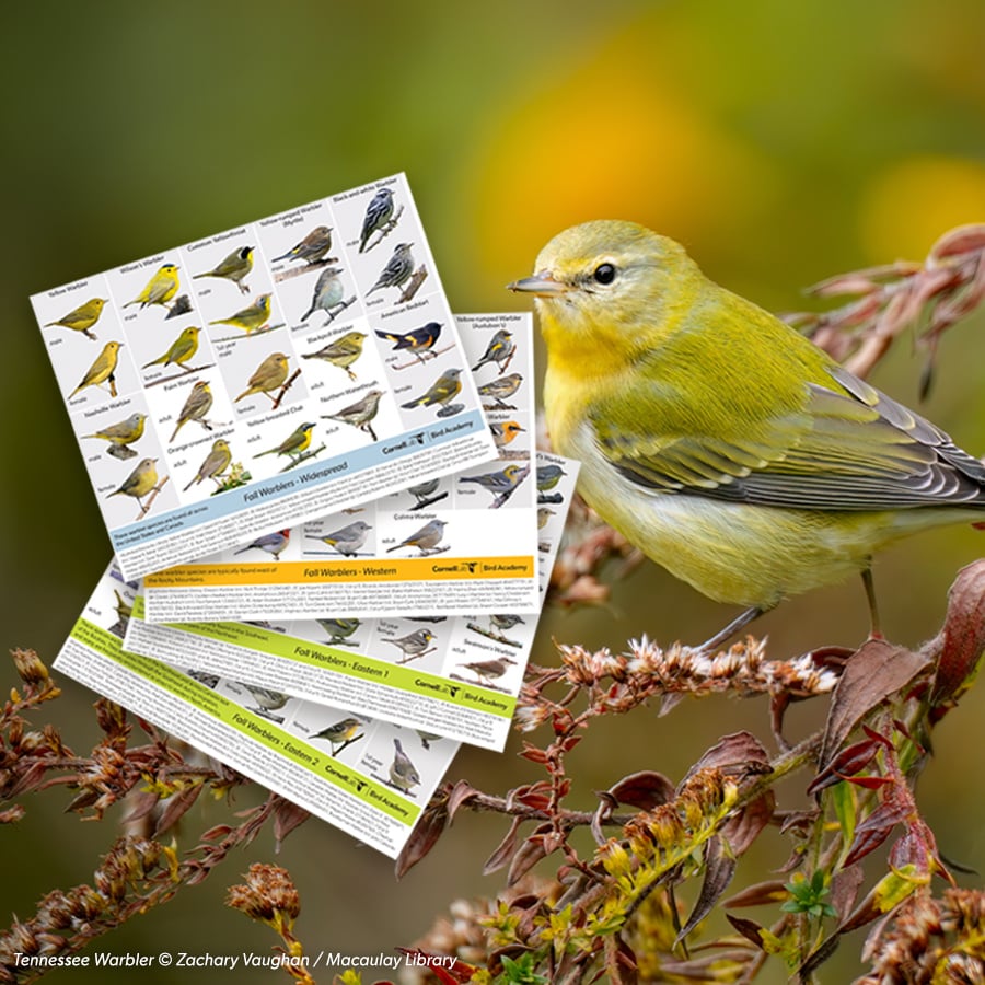 Preview images of the warbler ID guide.