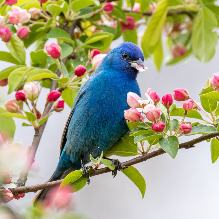 Indigo Bunting perches on a branch and nibbles at pink flower blossoms.