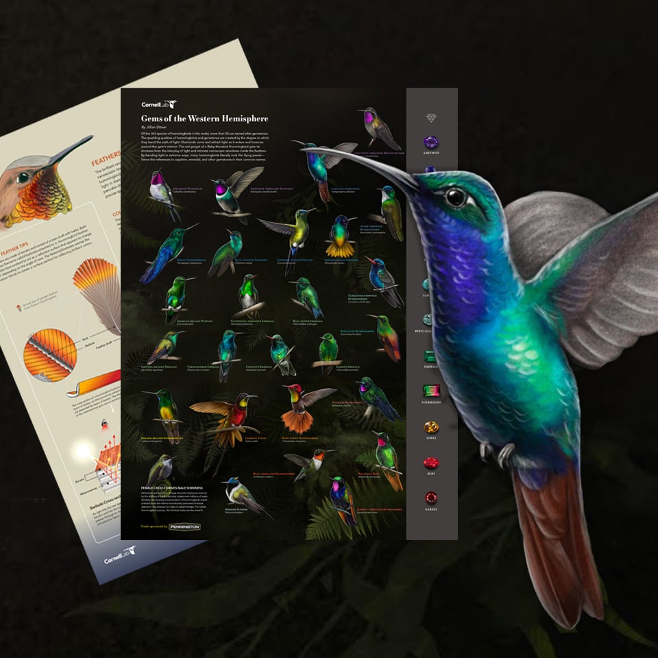 A preview of the hummingbird poster. 