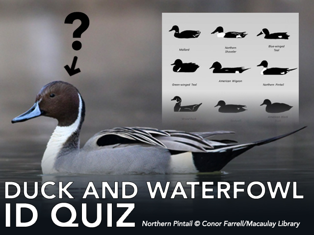 Link: Duck and Waterfowl Identification Quiz on Bird Academy. 