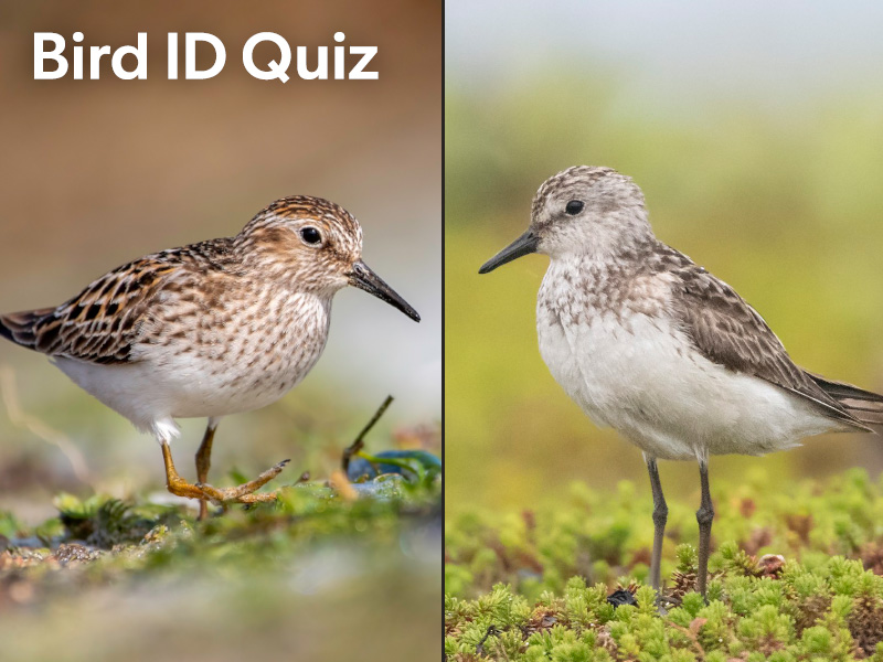 Links to the Least vs Semipalmated Sandpiper quiz