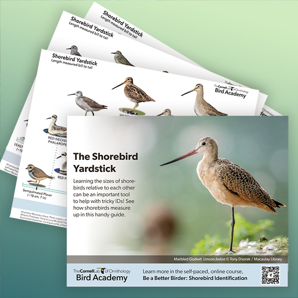 Preview images of the shorebird yardstick guide