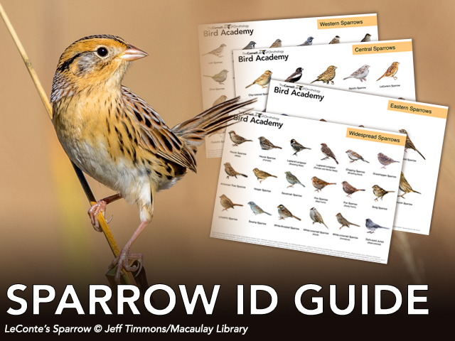 A LeConte's Sparrow photographed by Jeff Timmons. Text: Sparrow ID Guide