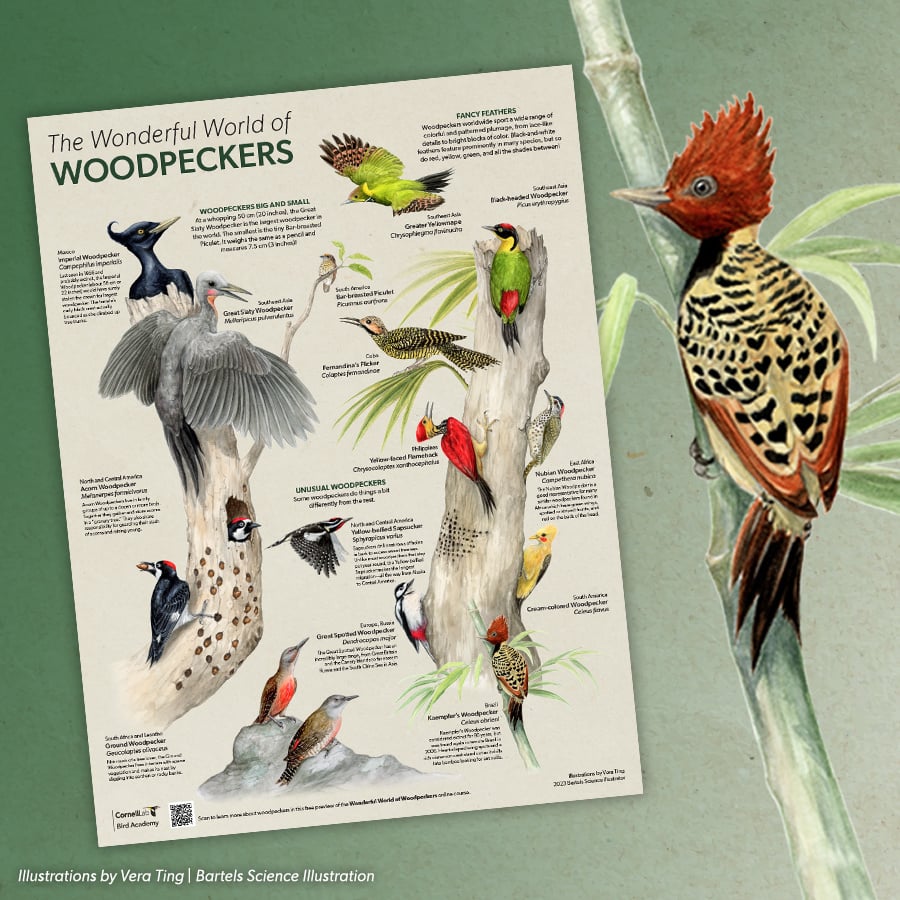 A preview of the woodpecker downloadable poster.
